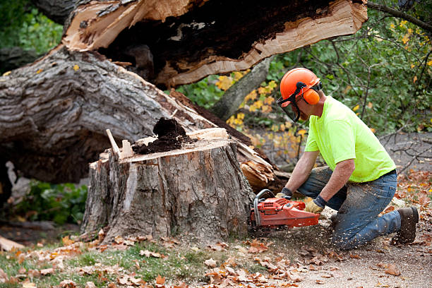 Best Tree Risk Assessment  in Redwood Falls, MN