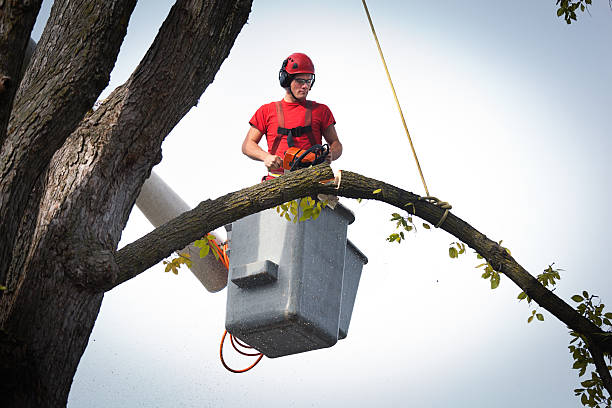 Best Tree Cabling and Bracing  in Redwood Falls, MN